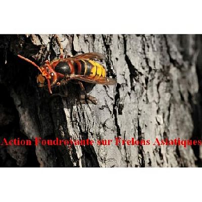 INSECTICIDE  FOUDROYANT FRELONS, FRELONS ASIATIQUES ET GUEPES EN MOUSSE 1000ml